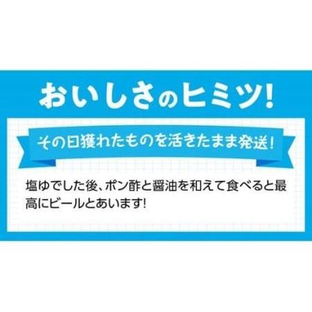 ふるさと納税 よだれミナ(シマミクリ貝・シマアラレミクリ貝)【貝 魚介 活貝 新鮮 おつまみ 川南町 魚介類 魚貝】 宮崎県川南町｜furunavi｜02