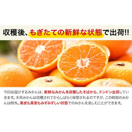 ふるさと納税 訳あり くまもと小玉みかん 約10kg みかん 熊本県長洲町