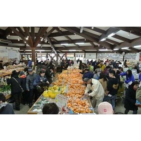 ふるさと納税 【定期便】旬の柑橘セット 12ヶ月の定期便　【 柑橘 】 静岡県南伊豆町_4