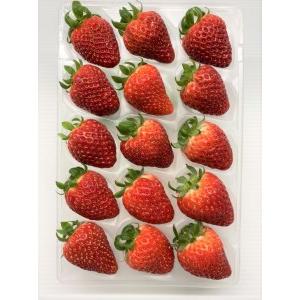 「超メルカリ市」 ふるさと納税 【定期便】安心安全な植物工場の美味しいイチゴ　魁　3ヶ月コース 栃木県足利市 【NAN7809914956】(27500円)