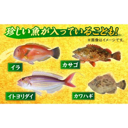 ふるさと納税 平戸地魚詰合せ 4-6尾・貝類甲殻類2-3種【平戸瀬戸市場協同組合】[KAA154]/ 長崎 平戸 魚介類 魚 鮮魚 内臓処理 下処理 鯛 イサキ .. 長崎県平戸市｜furunavi｜03