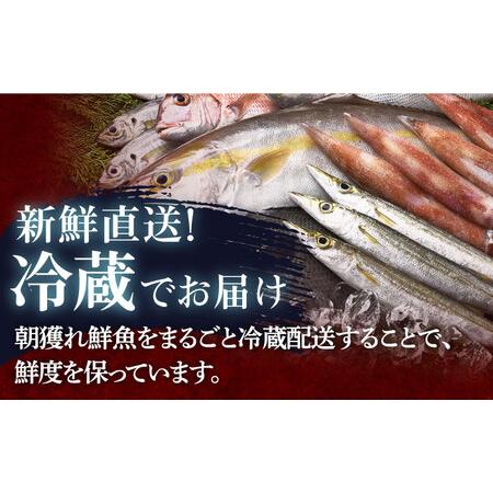 ふるさと納税 旬の朝獲れ鮮魚約5kg【綾香水産】[KAC016]/ 長崎 平戸 刺身 たたき 刺身 塩焼き 刺身 煮付け 刺身 しゃぶしゃぶ 刺身 アレンジ 刺.. 長崎県平戸市｜furunavi｜04