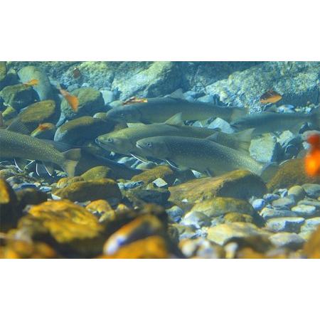 ふるさと納税 遊漁年券B渓流魚等 新潟県魚沼市 