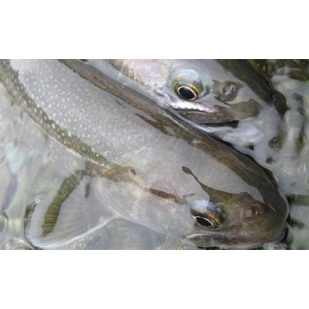 ふるさと納税 遊漁年券B渓流魚等 新潟県魚沼市 