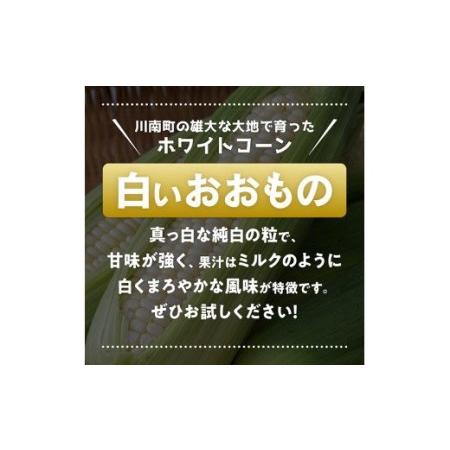 ふるさと納税 【令和7年発送】政岡さんちのスイートコーン「白いおおもの（ホワイトコーン）」2kg 【 先行予約 数量限定 期間限定 とうもろこし .. 宮崎県川南町