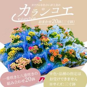 ふるさと納税 カラフルな色合いが人気の「カランコエ」おまかせ20鉢(三寸鉢) 香川県三豊市