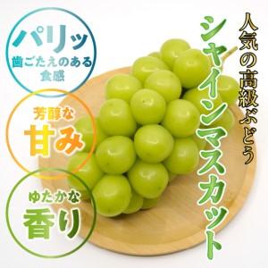ふるさと納税 ★TBSテレビ系列「ひるおび」で取り上げられました！★＜2026年発送先行予約＞絶品！南アルプス市産シャインマスカット1.2kg.. 山梨県南アルプス市_2