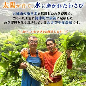 ふるさと納税 とれたて わさび セット 滝 生産者直送 生わさび 2本 手作り わさび漬け 天城の春 三杯酢漬け わさびみそ むらさき漬 醤油漬け 伊.. 静岡県河津町_3