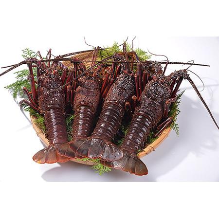ふるさと納税 活総締め凝結伊勢海老(刺身用)約1.1kg[2尾〜4尾]【DD15】 三重県紀北町