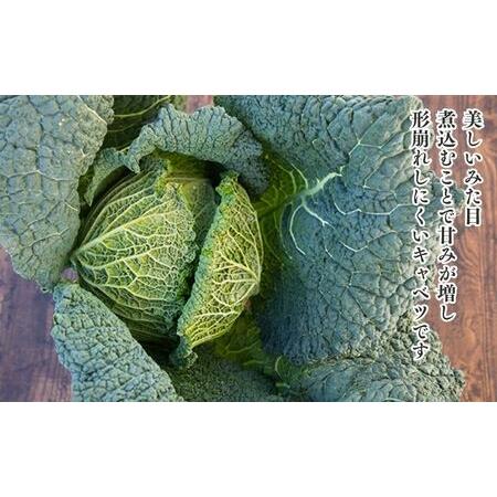 ふるさと納税  瀬戸内 牛窓産 サボイ キャベツ 約1.8kg（2〜3玉） 岡山県瀬戸内市