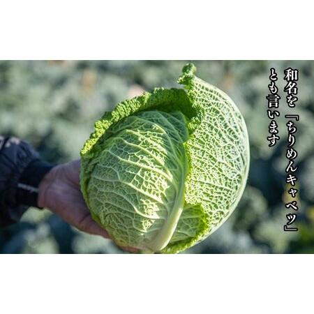 ふるさと納税  瀬戸内 牛窓産 サボイ キャベツ 約1.8kg（2〜3玉） 岡山県瀬戸内市