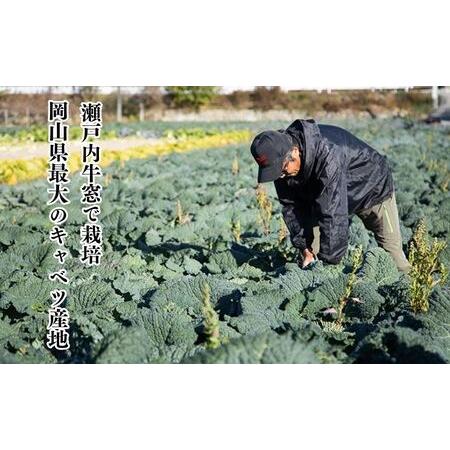 ふるさと納税  瀬戸内 牛窓産 サボイ キャベツ 約1.8kg（2〜3玉） 岡山県瀬戸内市