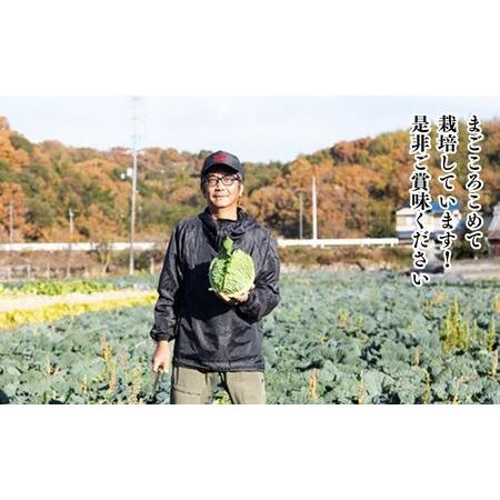 ふるさと納税  瀬戸内 牛窓産 サボイ キャベツ 約1.8kg（2〜3玉） 岡山県瀬戸内市