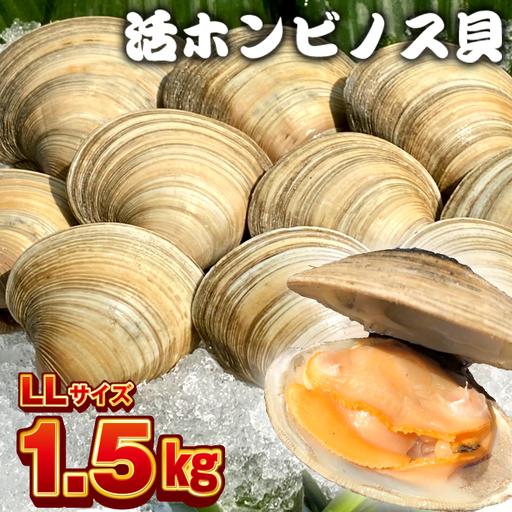 ふるさと納税 漁師直送!活ホンビノス貝1.5kg(LLサイズ) 千葉県富津市