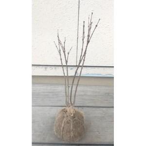 22人気特価 長寿桜 ふるさと納税 花 苗木 種 三重県鈴鹿市 樹高約30cm 三重県鈴鹿市 15cmポット取扱説明書付き 生花 Odro Wet Pl