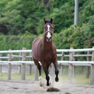 ふるさと納税 競走馬 競馬 引退後 余生支援 黒潮友馬会 1万円コース 高知 須崎 高知県須崎市｜furunavi｜03