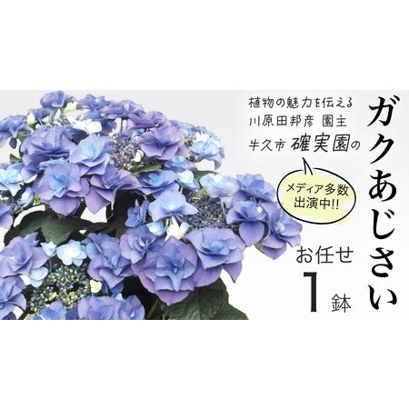 ふるさと納税 ガクアジサイ おまかせ1点 茨城県牛久市 全日本送料無料