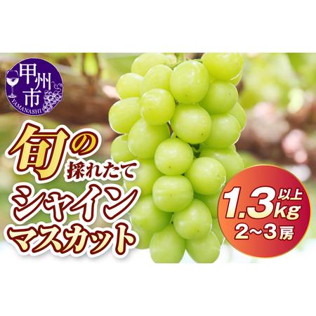 ふるさと納税 シャインマスカット 旬の採れたて大粒シャインマスカット1.3kg以上(2房〜3房)[2026年発送](HO)B12-150 フルーツ 山梨県甲州市