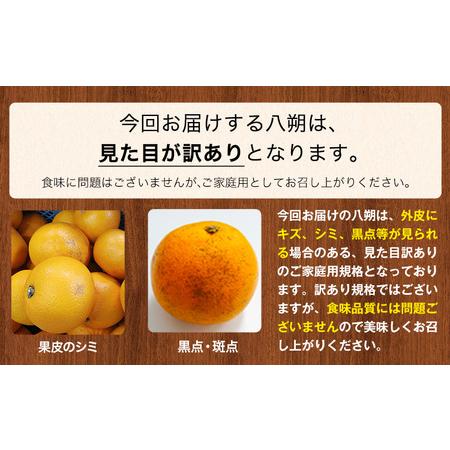 ふるさと納税 【訳あり/ご家庭用】八朔 はっさく紀の川 9kg＋1kg 計約10kg サンファーム《2025年1月上旬-3月末頃出荷》｜八朔はっさく八朔は.. 和歌山県紀の川市｜furunavi｜04