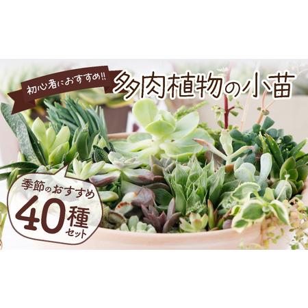 ふるさと納税 多肉植物の小苗40本セット(40種類アソート) _sh004 高知県室戸市