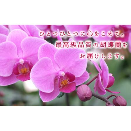 ふるさと納税 花 近江の胡蝶蘭 3本立ち 35輪以上　ミディ「ミント」お花 胡蝶蘭 E-G01　株式会社エフレボ 滋賀県東近江市