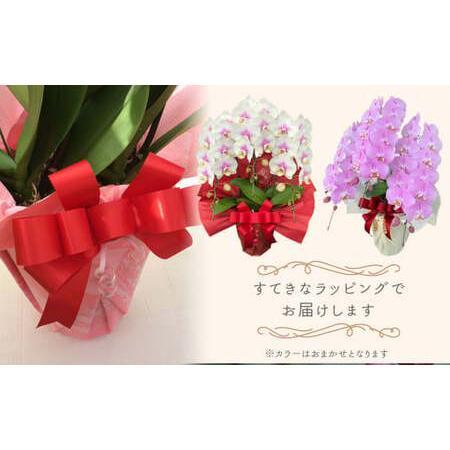 ふるさと納税 花 近江の胡蝶蘭 3本立ち 35輪以上　ミディ「ミント」お花 胡蝶蘭 E-G01　株式会社エフレボ 滋賀県東近江市