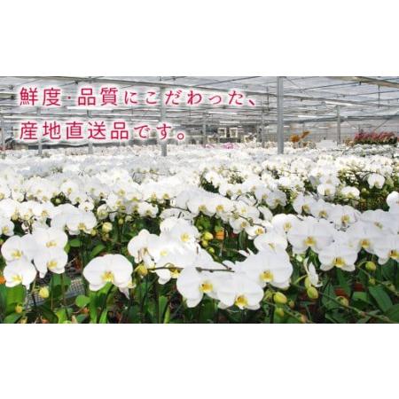 ふるさと納税 近江の胡蝶蘭 3本立ち 39輪以上 株式会社エフレボ 滋賀県 東近江市 AA-B01 近江 胡蝶蘭 3本立ち 39輪 花 フラワー ギフト プレゼ.. 滋賀県東近江市の画像