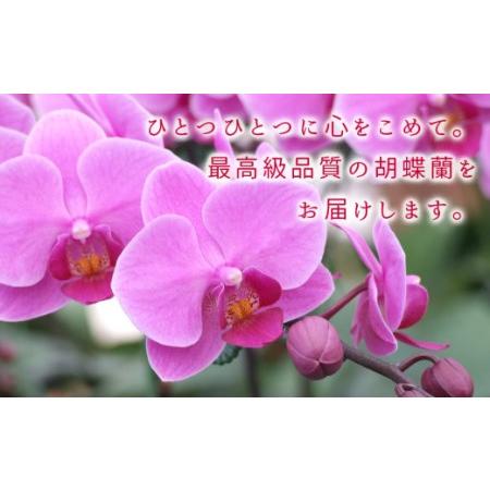 ふるさと納税 近江の胡蝶蘭 3本立ち 39輪以上 株式会社エフレボ 滋賀県 東近江市 AA-B01 近江 胡蝶蘭 3本立ち 39輪 花 フラワー ギフト プレゼ.. 滋賀県東近江市の画像