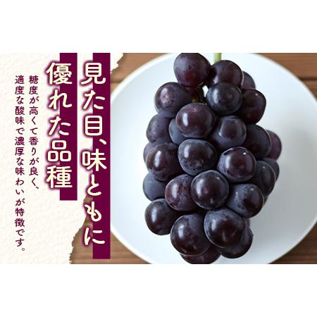 ピオーネ ピオーネ – 株式会社Y'sFarm（旧ゆうや農園）
