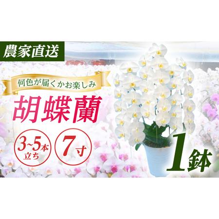 ふるさと納税 胡蝶蘭 1鉢【3~5本立ち7寸胡蝶蘭】 [BDAB009] 神奈川県