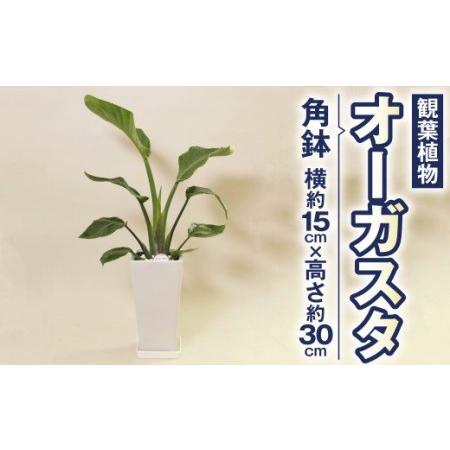 最大70 オフ ふるさと納税 オーガスタ 観葉植物 角鉢 横約15cm 高さ約30cm 6寸 植物 インテリア ガーデン 熊本県高森町