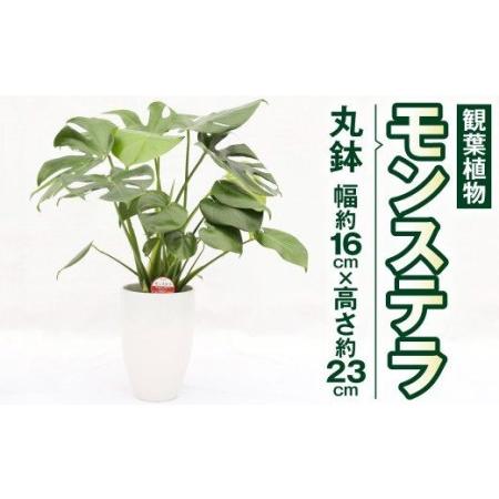 お買得 ガーデン 幅約16cm 高さ約23cm ふるさと納税 熊本県高森町 6寸 丸鉢 インテリア 植物 モンステラ 観葉植物 葉