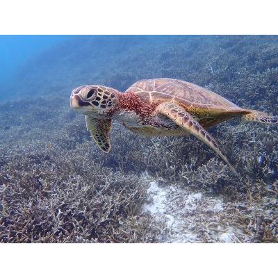 ふるさと納税 宮古島の自然を満喫！宮古島半日アクティビティ 沖縄県