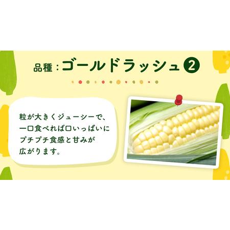 ふるさと納税 とうもろこし ゴールドラッシュ 6kg 茨城県産  トウモロコシ 茨城県八千代町 |  | 02