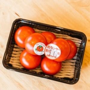 ふるさと納税 フルーツトマト糖度10度 1.2kg | 愛知県産 国産 野菜 産地直送 高糖度 ※2023年1月〜4月まで順次発送予定 愛知県美浜町|furunavi|02