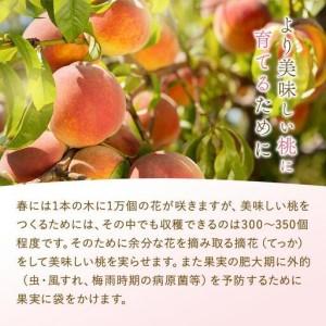 ふるさと納税 和歌山県産 白鳳 桃 5〜8玉入り 秀品 先行予約［2026年6月下旬以降発送］［MG6］ 和歌山県和歌山市の画像