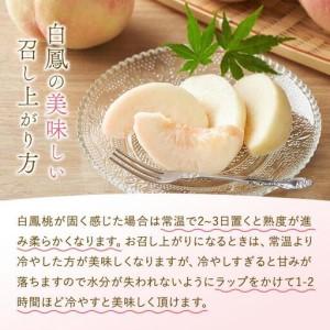 ふるさと納税 和歌山県産 白鳳 桃 5〜8玉入り 秀品 先行予約［2026年6月下旬以降発送］［MG6］ 和歌山県和歌山市の画像