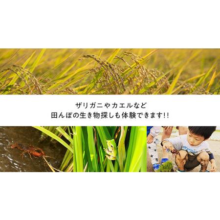 ふるさと納税 【2026年5月16日(土曜日) 開催予定】親子で米作り体験（田植え・稲刈り体験）にじのきらめき 5kg付き 茨城県つくばみらい市_3