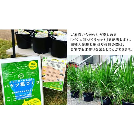ふるさと納税 【2026年5月16日(土曜日) 開催予定】親子で米作り体験（田植え・稲刈り体験）にじのきらめき 5kg付き 茨城県つくばみらい市_4