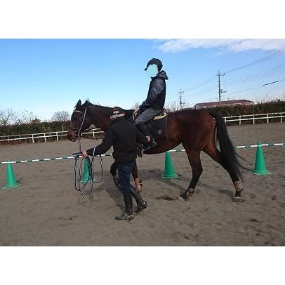 ふるさと納税 体験乗馬レッスン　２０分（騎乗馬への支援付コース） 埼玉県羽生市 