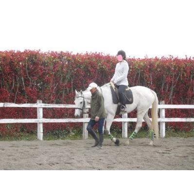 ふるさと納税 体験乗馬レッスン　２０分（騎乗馬への支援付コース） 埼玉県羽生市 