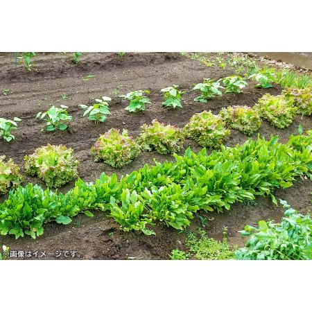 ふるさと納税 バーク堆肥　みどり　40L×3袋 島根県美郷町｜furunavi｜03