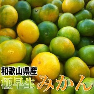 ふるさと納税 和歌山産 【極早生】みかん 5kg 【ご自宅用・サイズ不揃い・キズ等あり】【ヤマタ大谷商店】 和歌山県和歌山市|furunavi|02