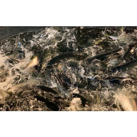 【最安値挑戦中】 ふるさと納税 【冬季限定】網元直送！天然能登寒ぶり1本（約6〜7kg） 石川県珠洲市 【RIZ1737999842】(61200円)