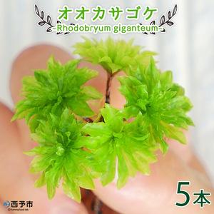 ふるさと納税 オオカサゴケ Rhodobryum Giganteum 苔テラリウム用人工栽培品種 5本パック 愛媛県西予市 78 Off