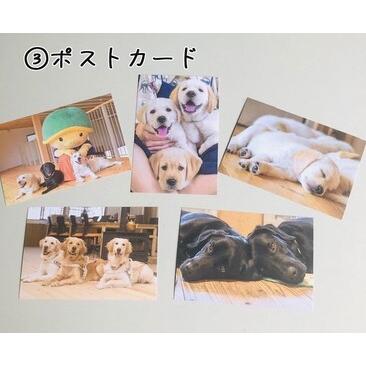 ふるさと納税 盲導犬 訓練 支援寄附 記念品［エコバッグ など盲導犬協会オリジナルグッズ］「行きたい場所に安心していける社会に…」補助犬 (10.. 京都府亀岡市｜furunavi｜04