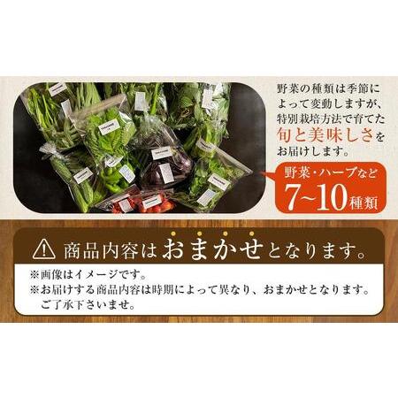 ふるさと納税 特別栽培 旬の採れたて 7〜10種類お野菜詰め合わせセット TAGATAME タガタメ【野菜 特別栽培 有機野菜 農薬不使用 無農薬】 香川県さぬき市の画像