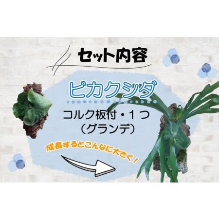 ふるさと納税 FKK19-273_大人気！癒しの観葉植物ビカクシダコルク板付（グランデ）★花　植物　苗【数量限定】 熊本県嘉島町 グランデ