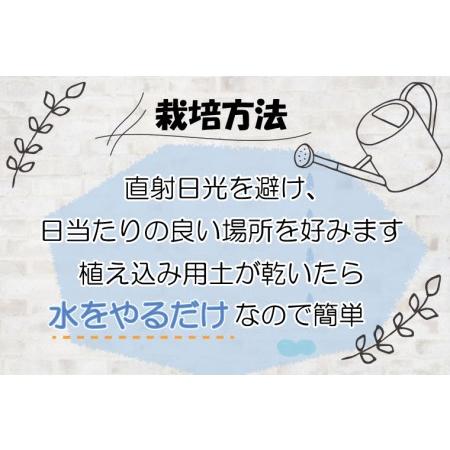 ふるさと納税 FKK19-273_大人気！癒しの観葉植物ビカクシダコルク板付（グランデ）★花　植物　苗【数量限定】 熊本県嘉島町 グランデ