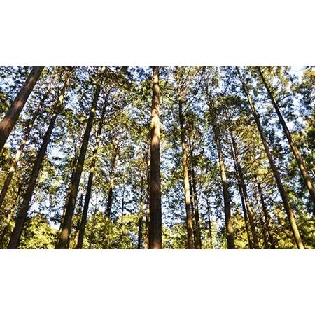 ふるさと納税 小判型二段弁当箱（中）《 尾鷲わっぱ 》 摺り漆塗り